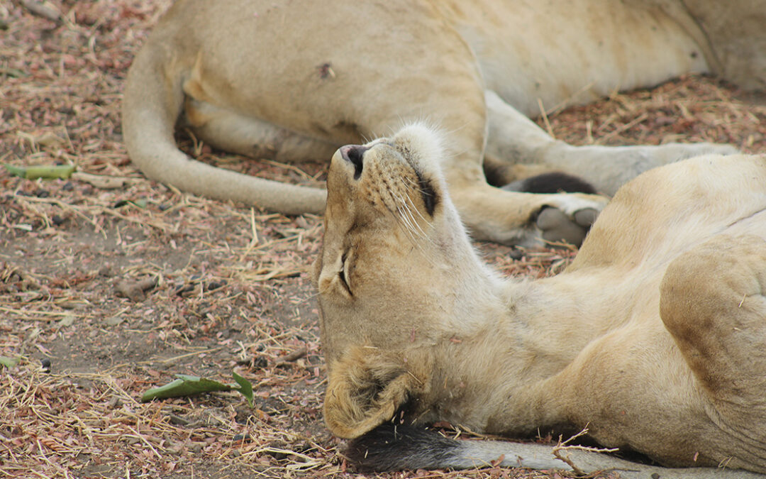 CREATOR’S DAY – Schöpfertag am 28.2.26