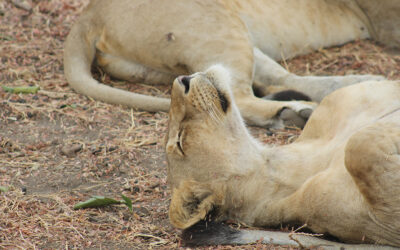 CREATOR’S DAY – Schöpfertag am 28.2.26